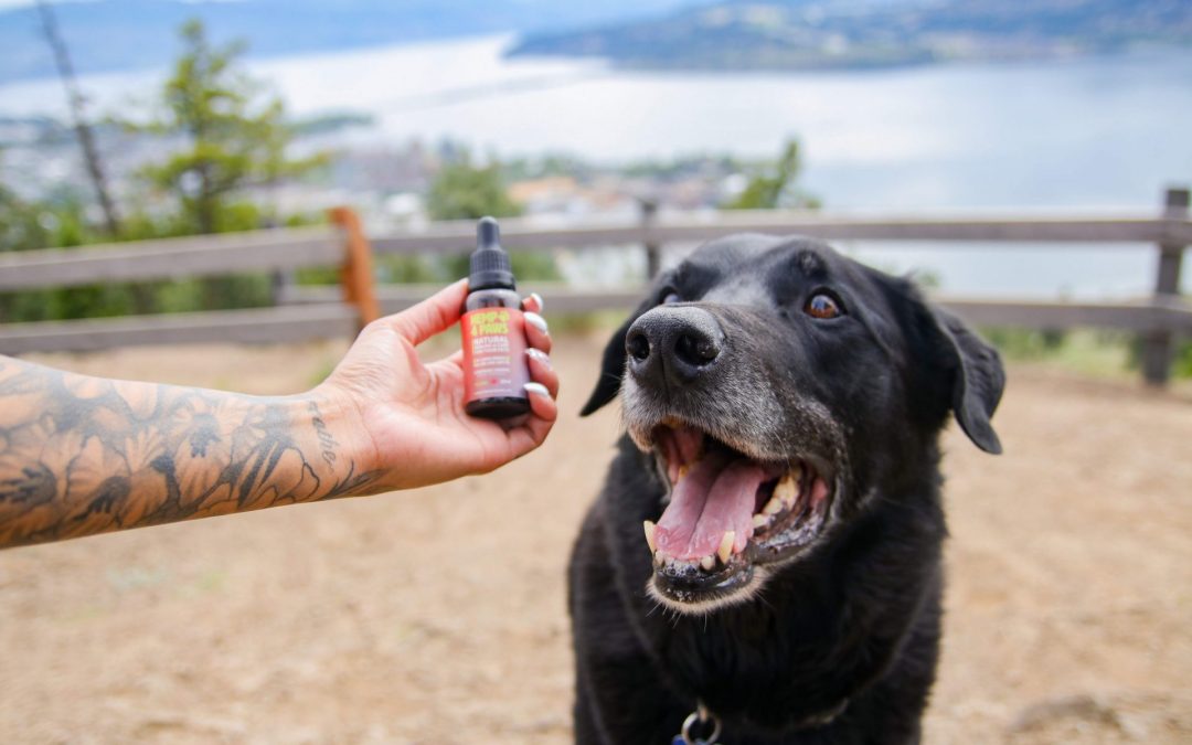 Relieve your pets arthritis & joint pain
